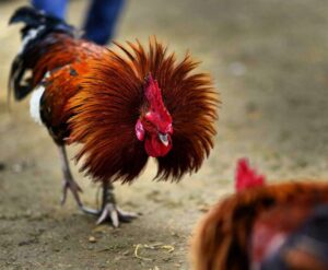 Rooster fighting for e-sabong